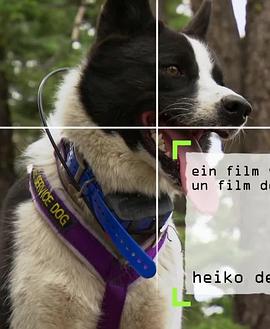 內(nèi)華達搜熊犬 海報