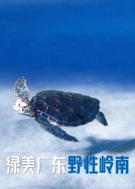 綠美廣東·野性嶺南 海報(bào)